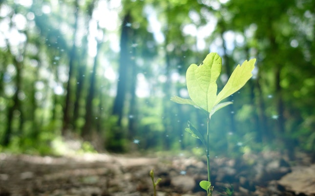 Plant Growing in the Forest